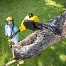 Reliable Maltby, WA Tree Care Services Solutions