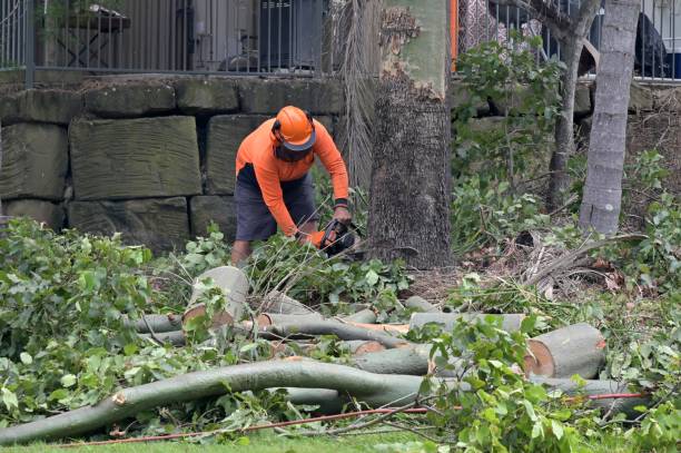 How Our Tree Care Process Works  in  Maltby, WA